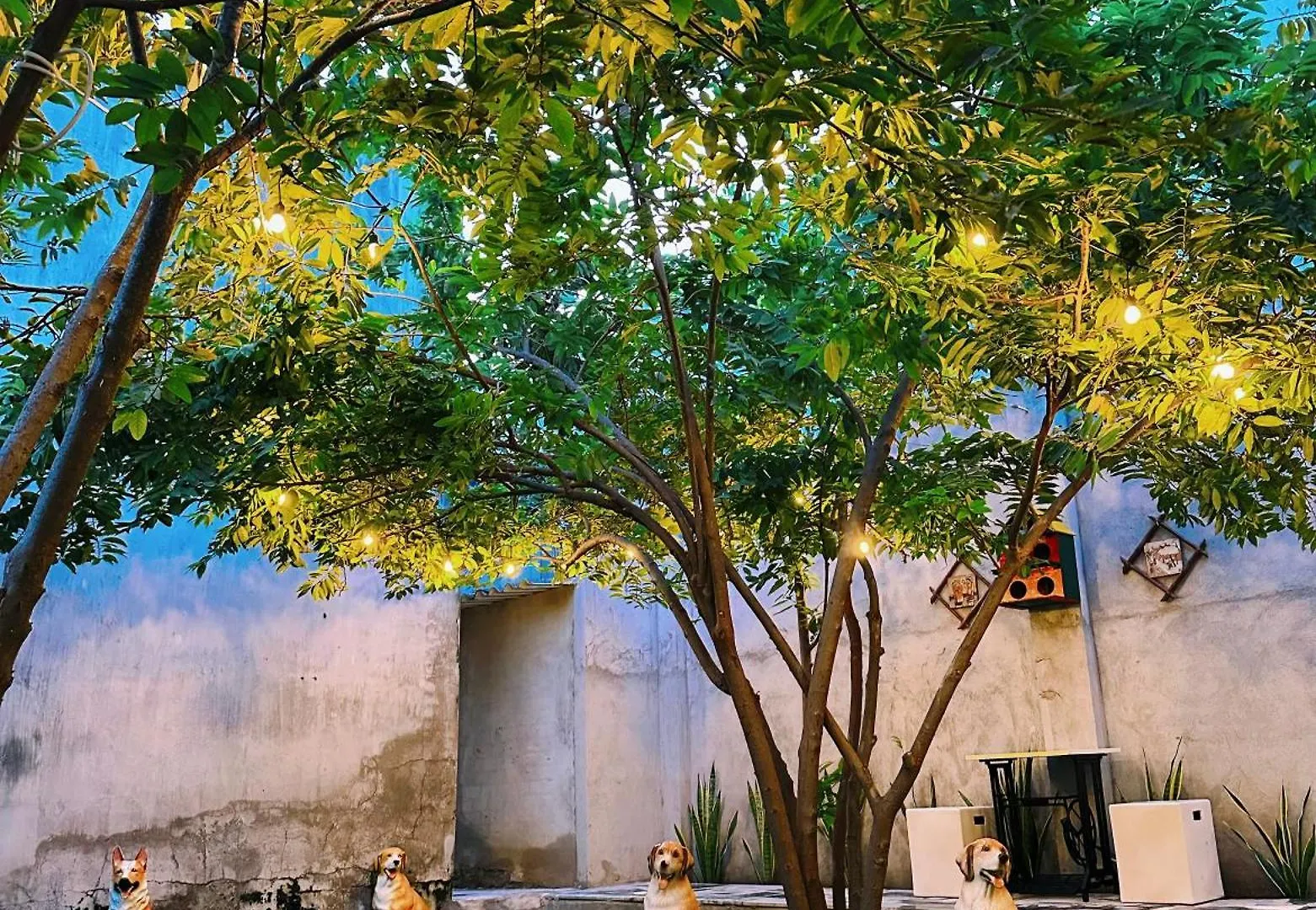 Tiami Eden Villa - Nghi Duong San Vuon Ven Bien Vung Tau Vietnam